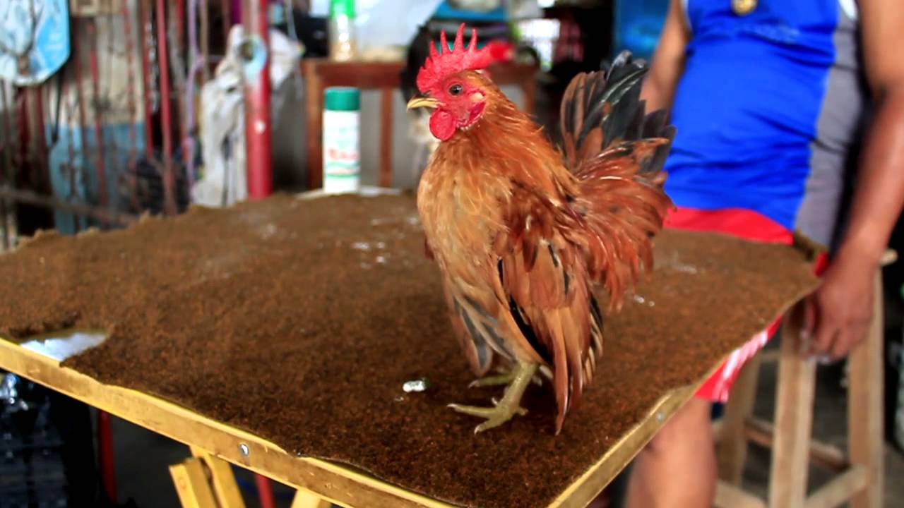Serama Bantam Rooster YouTube