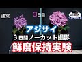 DENBAを使用したアジサイの比較