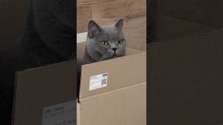 Кот и Специальное лицо #веселыекоты #cat #прикольныекоты