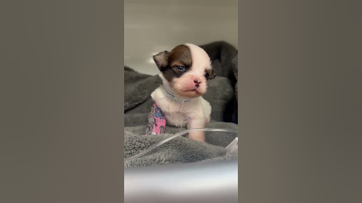 URGENT: Newborn Puppy Cold As Ice And Fading Before Our Eyes After Owner Surrenders [STORY BELOW]