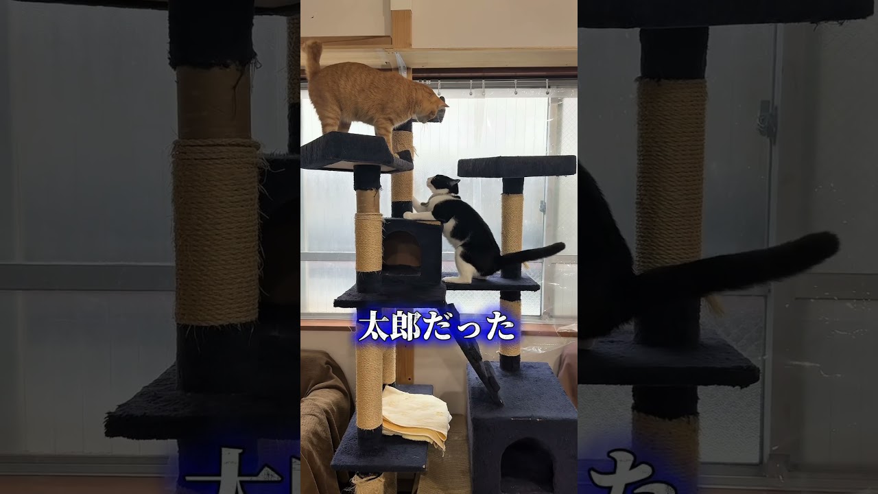 チャイさんの暮らし176。