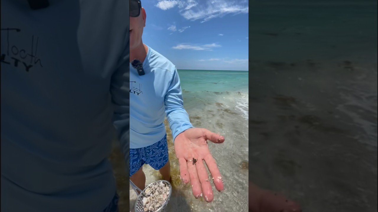 How to find shark teeth 🦈