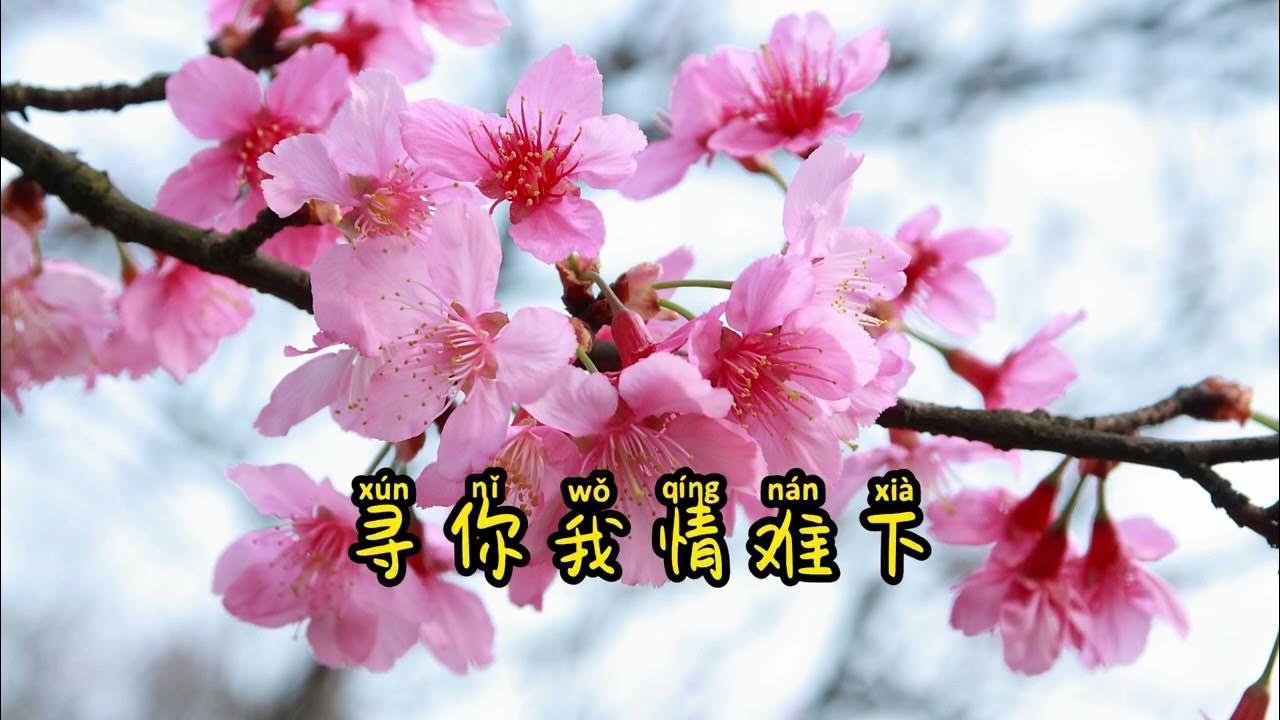 林琇琪 vs 陳隨意 無語問蒼天 【Lyrics/動態歌詞】 林琇琪 vs 陳隨意 無語問蒼天 【Lyrics/動態歌詞】