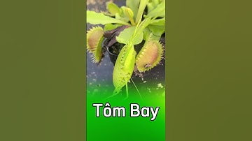 Cây bẫy kẹp đối đầu với con tôm bay 😑😑😑  #câybắtmồi  #câybẫykẹp