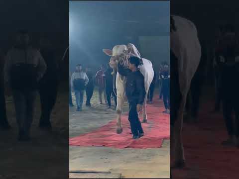 MONSTER || PATHAN CATTLE FARM 2026 MOST BIGGEST BULL #shorts#viral#bull#reels#trending