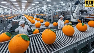 How Orange Juice Is Made – Inside a High Speed Citrus Processing Factory How It’s Really Made