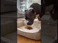very cute dog #tech #ai #artificialintelligence