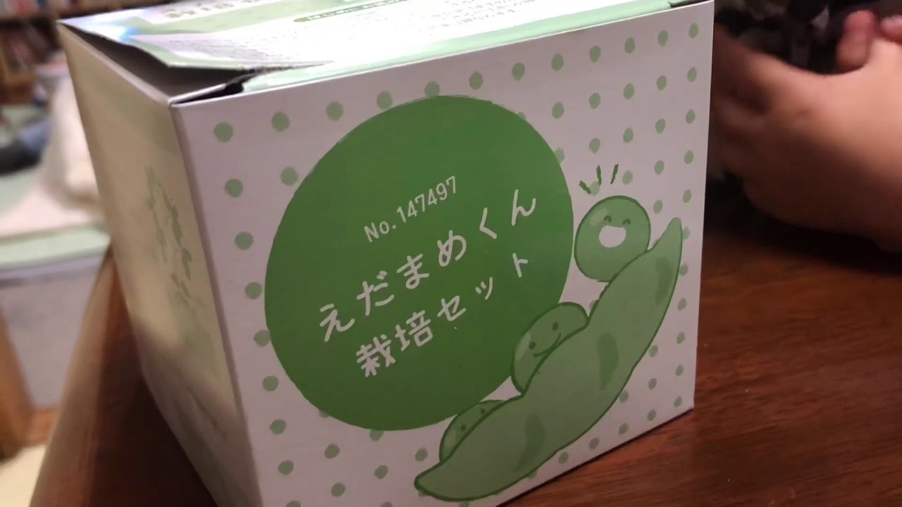えだまめくん栽培セットに挑戦してみた Youtube えだまめくん栽培セットに挑戦してみた Youtube