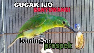 CUCAK IJO BANYUWANGI TROTOL 10% PROSPEK MENTAL TEMPUR