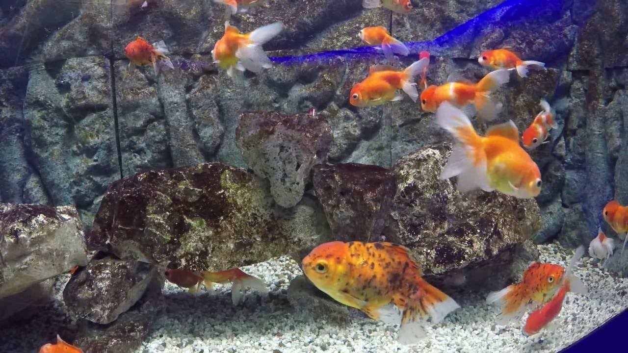 Cyprus.Protaras.Ocean Aquarium park (part 2). Кіпр.Протарас.Акварiум