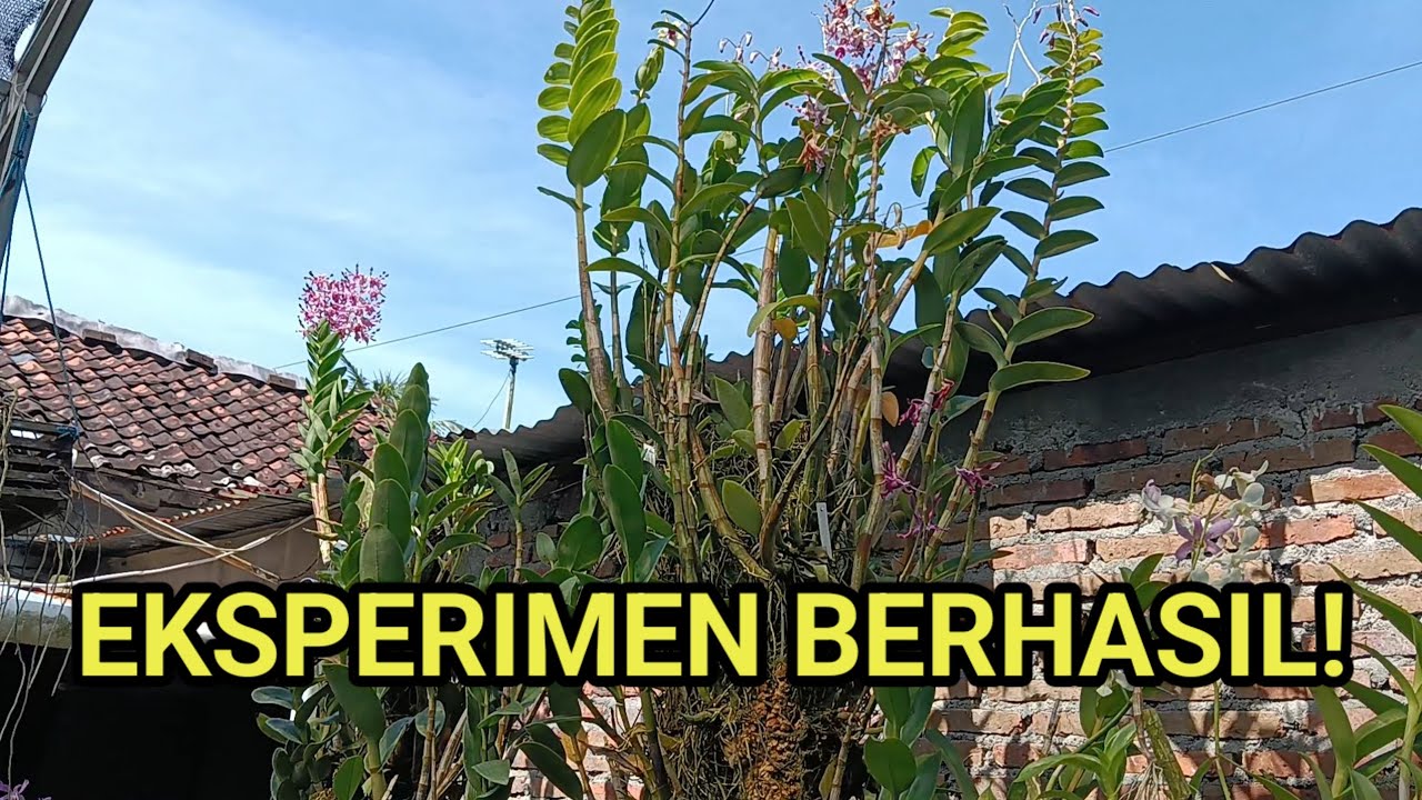 Anggrek Bayi FSFR di Kayu Kleresede! 2 Tahun Kemudian Berbunga..