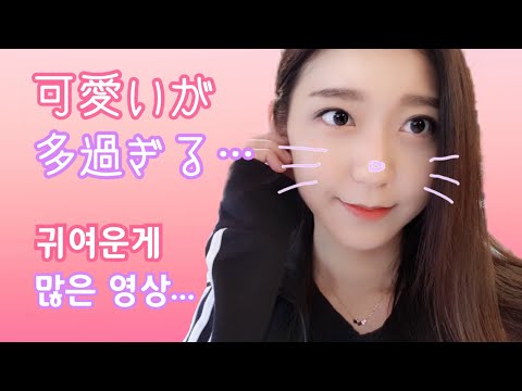 【한/日 sub】可愛いが過ぎる。これはやばい。 귀여워가 너무 많은 영상