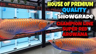 HOUSE OF PREMIUM QUALITY !SHOWGRADE AND CHAMPION LINE SUPER RED AROWANA😱
