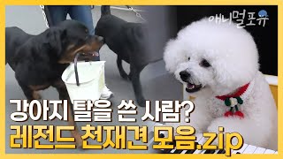 강아지 탈을 쓴 레전드 천재견 모음.zip 직접 장보는 개부터 피아노 치는 개까지 🐶❣️ | KBS 2010~2023 방송