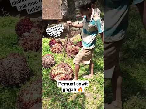maut kelapa sawit