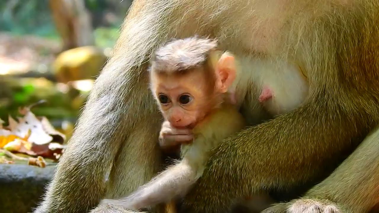 baby monkey Rina looking for extra food