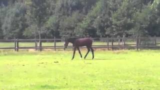 Khatou -S Born 2015, Kwpn Stallion Chaman - Erachelle - S -Toulon