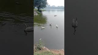 Swimming Ducks #duckvideo