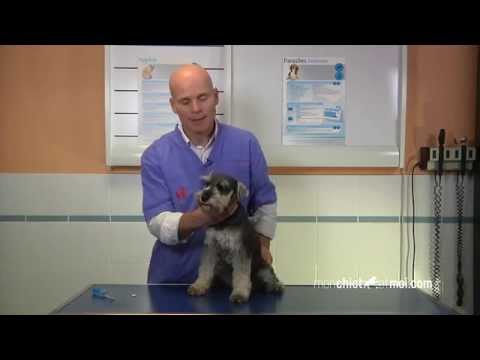 Vidéo: Comment donner une pilule à votre chien
