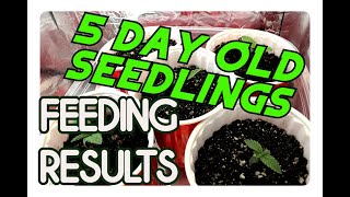 Feeding young Cannabis seedlings vs water