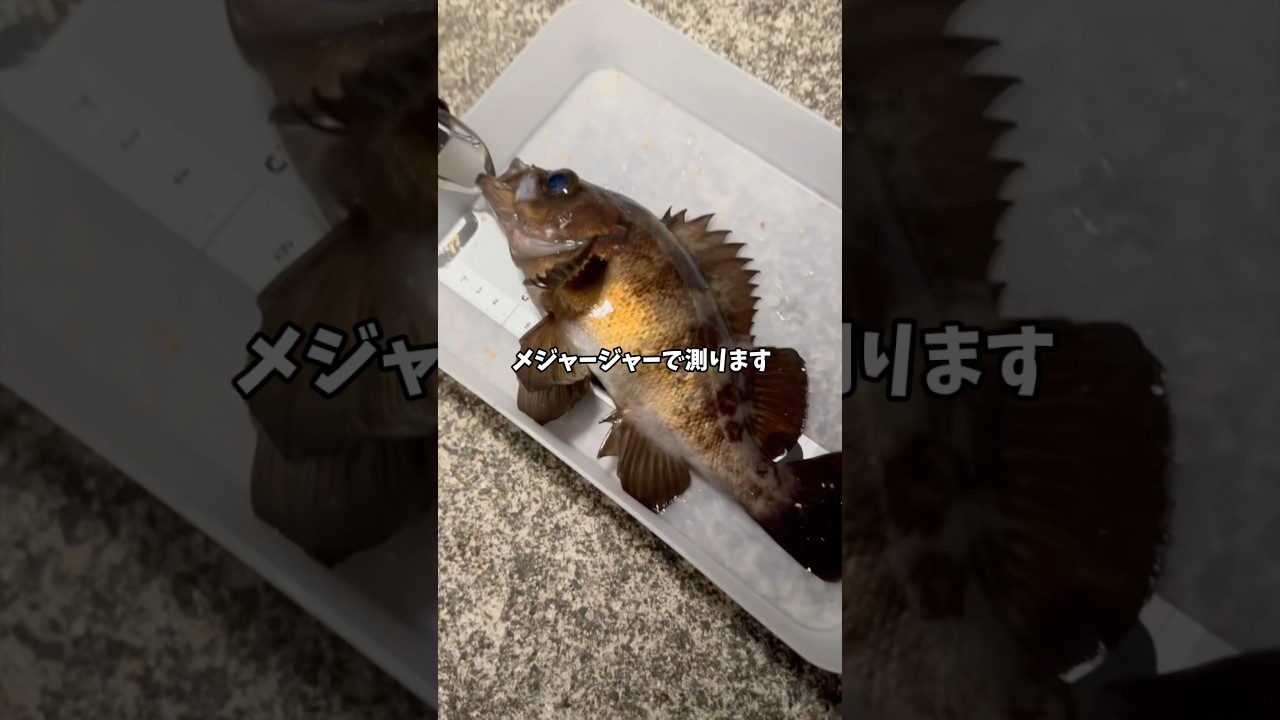 逃した魚ほどデカい説、￼釣り人の記憶が盛りすぎ問題 #shorts