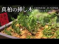 初めての挿し木はコレ！真柏の挿し木 【Bonsai diary 盆栽日記 5/9】初心者の簡単盆栽の作り方 育て方 Chinese juniper bonsai beginner EOS R5 撮影