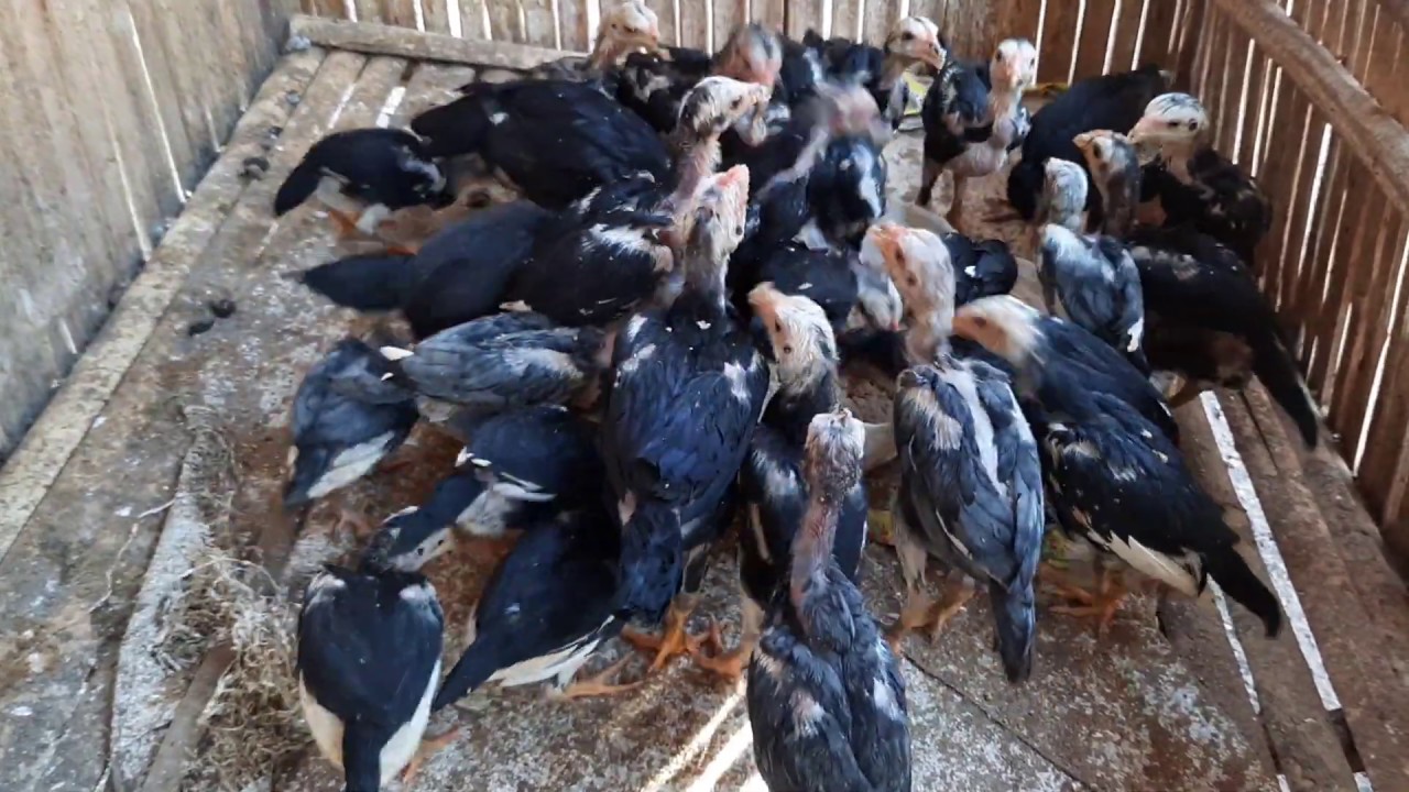 LAKUKAN CARA INI AGAR ANAK AYAM ANDA MAKAN DENGAN LAHAP SETIAP HARINYA