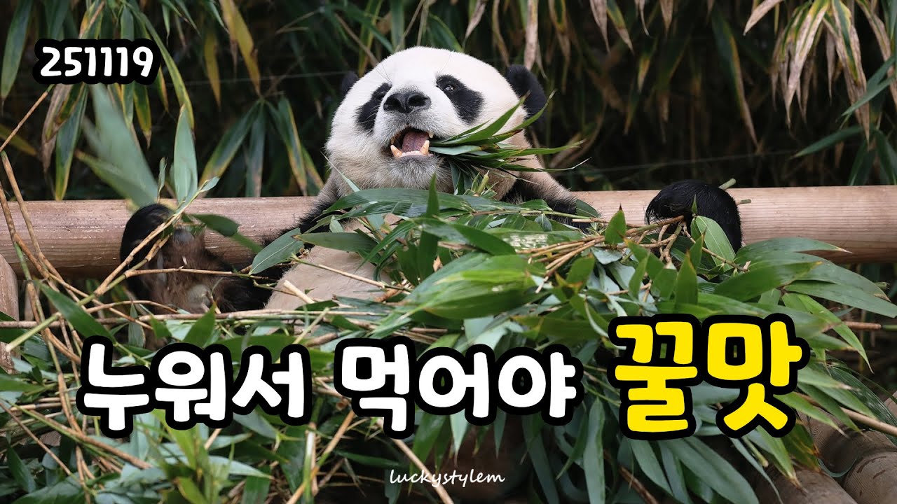[판다월드ㅣ바오패밀리] 자연스럽게 누워서 식사하는 러부지 🐼