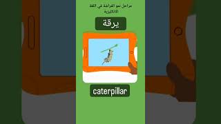 مراحل نمو الفراشة في اللغة الانكليزية #فراشة#butterfly #فراشاتي #تعلم_الإنجليزية #learn_english