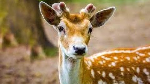 Ch. 3 "Innocent Perception"  4/9/20