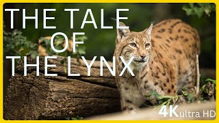 Wisdom in the Shadows  The Tale of the Lynx