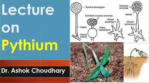 Lecture on Pythium || Damping off disease