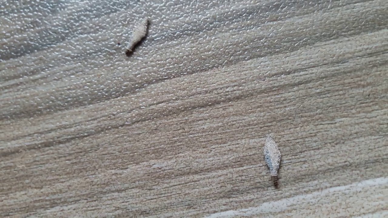 Plastic Bagworm You Plastic Bagworm You