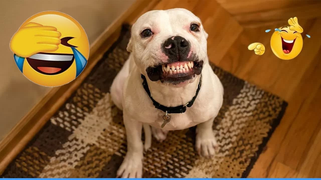 The Funniest DOGS on the Internet 🌞 Super Funny Dog Video 🌰 