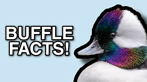 Where do buffleheads breed?