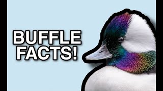 Bufflehead Facts