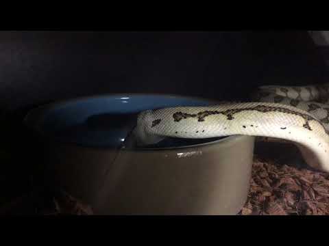 Carpet Python Having a Drink