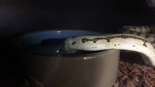 Carpet Python Having a Drink