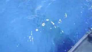 Humpback Whale Breaching Going Under The Boat