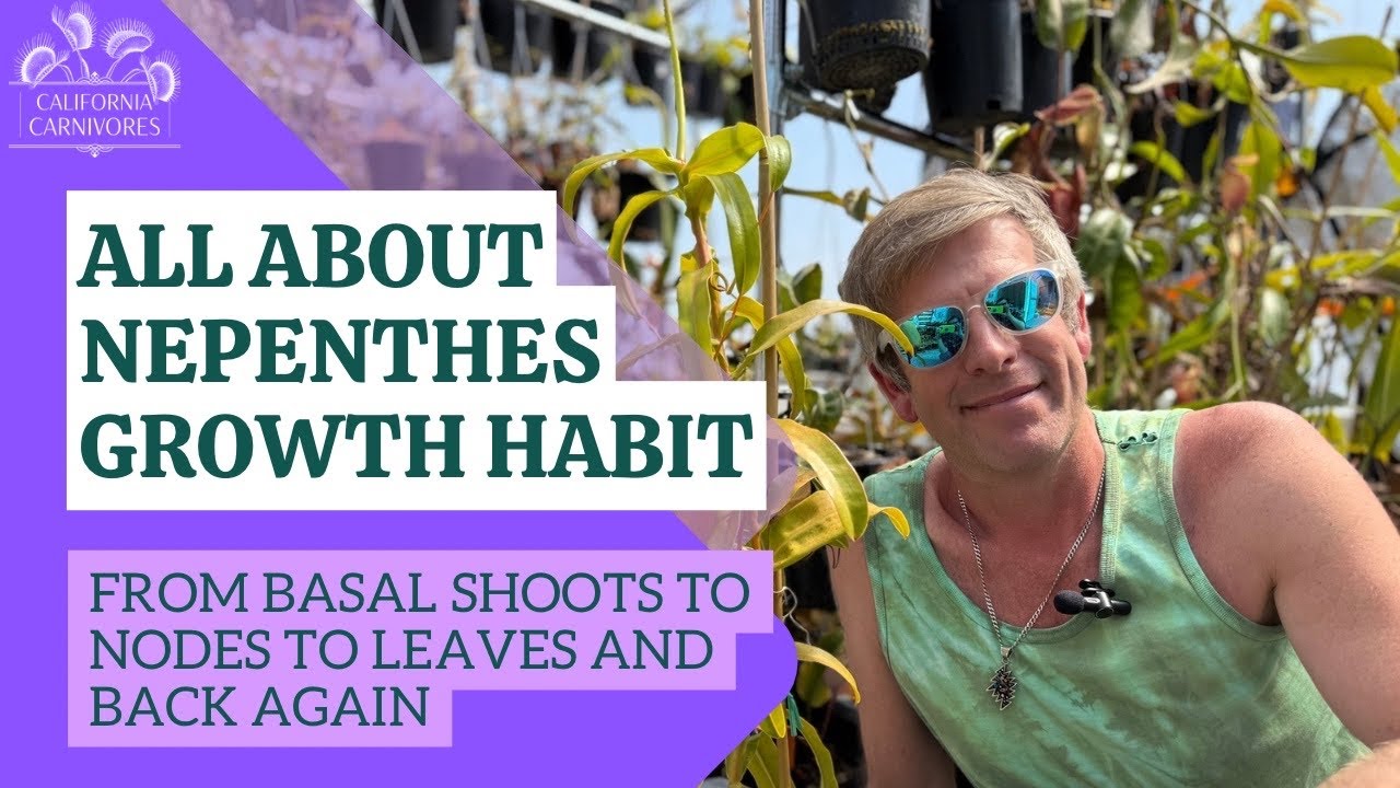 How Do Nepenthes Grow; Why is the Stem Brown, Where do I Trim It?!