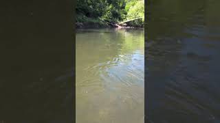 Streamer fishing for river smallies!