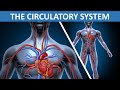 The circulatory system  heart blood blood vessels  science for children