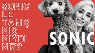 TOY POODLE Köpek Bakımı | Tuvalet eğitimi, tüy, koku, masrafları, maması, havlama | SONIC'le tanışın