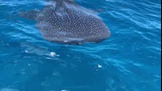 Img 5979