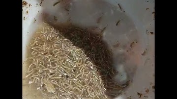 HOW TO PRODUCE MAGGOT FOR FEEDING CATFISH