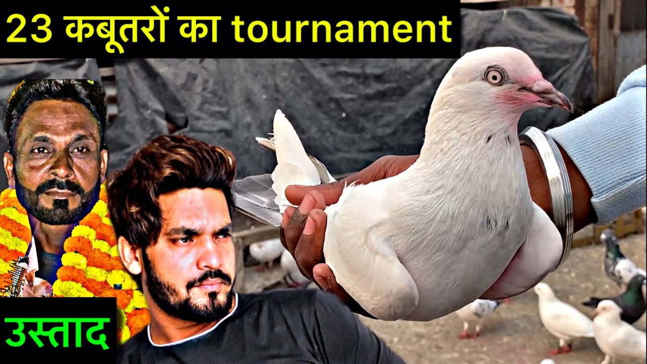23 कबूतरों का टूर्नामेंट || kabootar bazi 2024 || bazi wale kabootar || pigeon tournament 2024