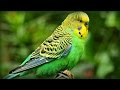 1 Час - Веселое Пение Волнистых Попугайчиков