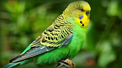 фото попугая фото попугая