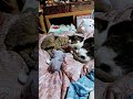 子猫が鳴いても無視する猫。 #cat