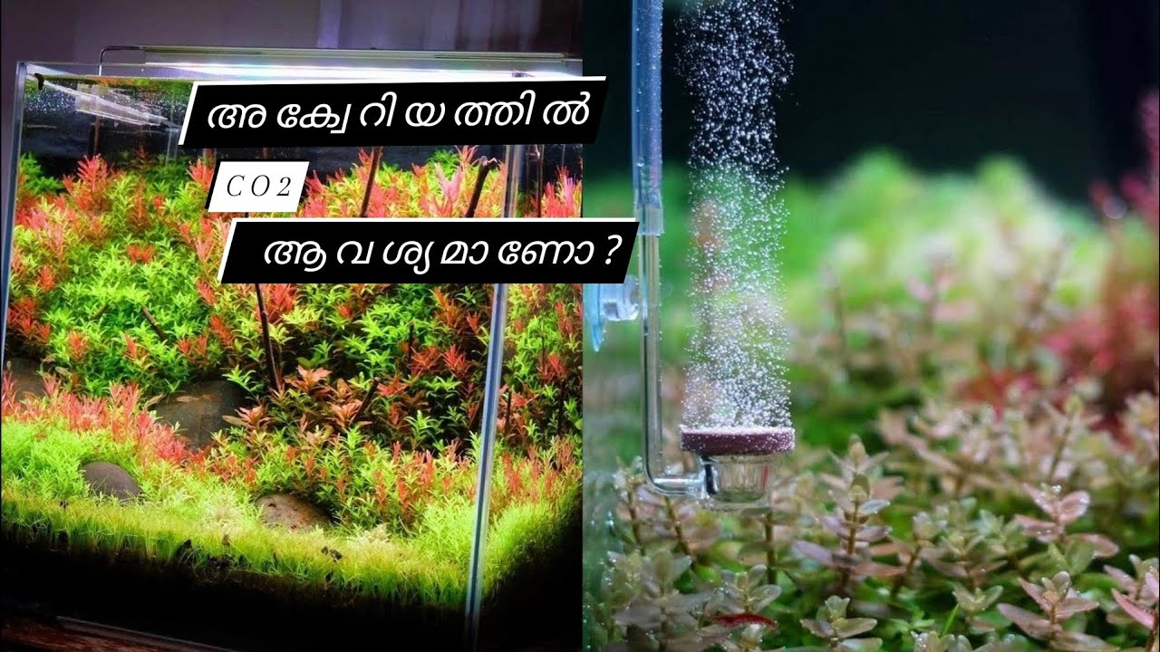 what CO2 really does for your aquariumco2aquarium malayalam 